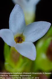 Image result for Cordylostigma longifolium