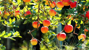 Planting bare rooted fruit trees. Pin On Fruit