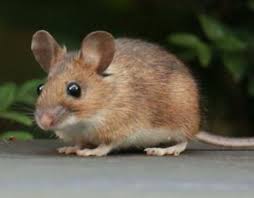 Galapagos Rice Rat