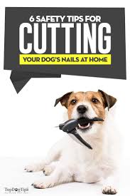 safety tips for cutting dog s nails at