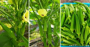 Yang kita lakukan langkah pertama kupas kacang yang unggul dipublikasikan tanggal 9 desember 2019 cara tanam kacang tanah di musim hujan. Kalau Tanam Pokok Bendi Buat Tip Ini Supaya Pokok Banyak Cabang Meriah Buah Vanilla Kismis