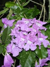 Image result for Mansoa difficilis