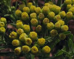 Image result for Eschenbachia stricta