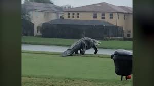 Bill of rights matching worksheet pdf. Giant Alligator Spotted On A Stroll Through Florida Golf Course Cnn Video