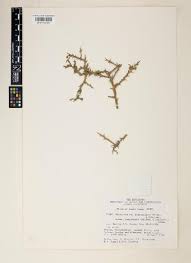 Image result for Balanites pedicellaris