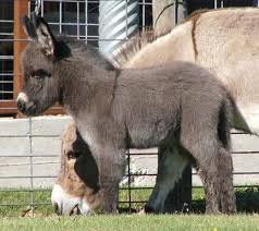 Miniature Donkey Adorable Babytiere Susse Tiere Tiere