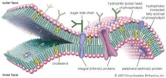 Cytoplasm is found in eukaryotic and prokaryotic cells. Cell Membrane Definition Function Structure Britannica