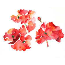 Paint watercolor flowers using various shades of these colors and add a green contrast. Red Flowers Watercolor Print Watercolor Flowers Watercolor Poppies Watercolor Flowers Paintings