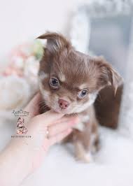 Chocolate long haired chihuahua | stunning chocolate long coat | luxury chihuahua. Chocolate Chihuahuas For Sale Teacup Puppies Boutique