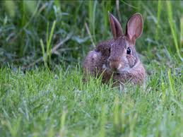 Image result for tbn:HAJQPRlydFYgGM::www.bildeforbilde.no/images/20_fauna/800_dompapp.jpg