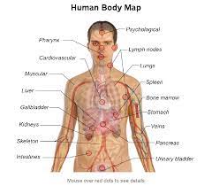 Male internal organs visual educational material for school, college, university, and hospital internship education.male internal organs with heart, liver, spleen, small intestine, large intestine 3d map of zermatt valley and matterhorn in switzerland. Anatomy Of Organs In The Human Body Anatomy Organs Human Body Organs Body Organs Diagram