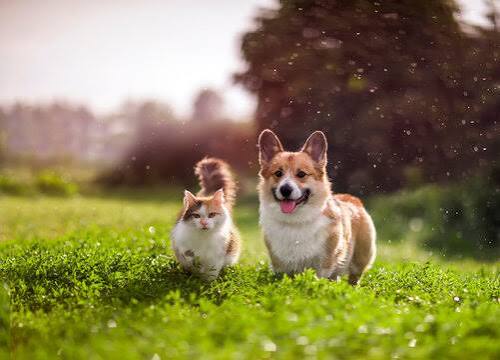 Contact our pet supplies store