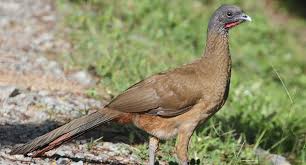 Birds Of West Texas Photos Hunting The Texas Chachalaca