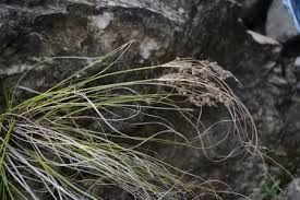 Image result for Fimbristylis squarrosa