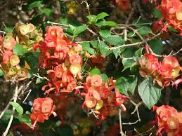 Image result for Holmskioldia sanguinea