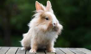 Potrai in compenso dargli più verdura, ma evita il cibo industriale. Coniglio Nano Domestico Razze Comportamento E Prezzo