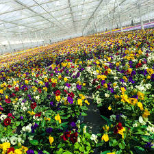 Hartmann gartengestaltung ist ihr spezialist rund um den gartenbau und landschaftsbau in der garten ist im winterschlaf. Hartmann Gartenbau Gmbh Co Kg Gartnersiedlung Rain Gmbh
