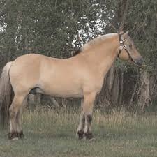 Norwegian fjord horses are relatively small, dun in color and come from norway where they've been used as light draught farm horses for hundreds of years. Pdf Genetic Variability Of The Norwegian Fjord Horse In North America