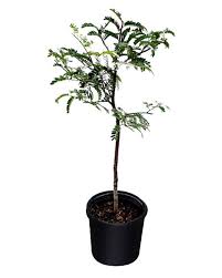 Image result for Tamarindus