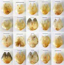 Species Identification Of Fish Maw Porcupinefish Products Sold On The Market Using Dna Sequencing Of 16s Rrna And Coi Genes Sciencedirect
