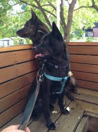 Pin On For The Love Of Kai Ken