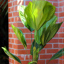 Image result for Licuala grandis