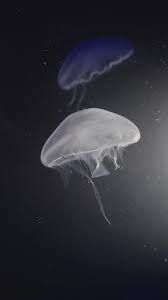 Image result for Jellyfish