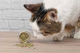 Aug 05, 2019 · catnip may not be dangerous to cats if they eat too much. Everything You Need To Know About Catnip Small Door Veterinary