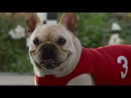 10 Funny Dog Commercials Youtube