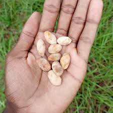 Image result for Dialium englerianum