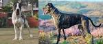 Alaunt Dog Breed Information and Pictures
