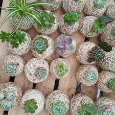 Pin On Plants