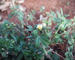 Image result for Stylosanthes fruticosa