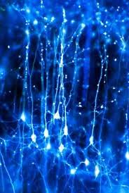 Neurons In The Brain Brain Neurons Neurons Cerebral Cortex