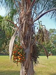 Image result for Syagrus romanzoffiana