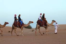 Camels store fat in the hump. Ethical Animal Tourism In Dubai
