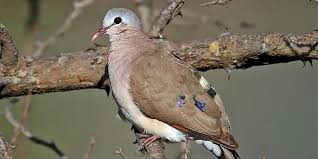 5 Days Uganda Birding safari , Bird Uganda - African Birding Trip