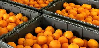 What S The Difference Between Oranges Mandarins Satsumas Clementines Tangerines In 2020 Tangerines Mandarins Oranges