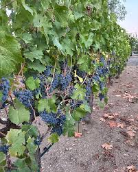 Layne Family Wines pridėjo naują...