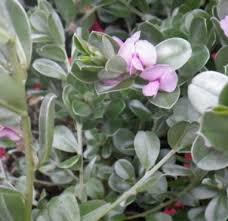 Image result for Podalyria