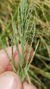 Image result for Leptochloa fusca