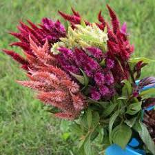 Pin On Cut Flowers