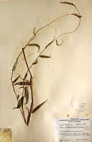 Image result for Arthraxon