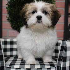 He has got to be the most pla. Shih Tzu Puppies For Sale Joplin