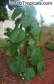 Image result for Macaranga mellifera