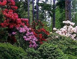 Rhododendron Link To Rododendron Society And How To Select Care Prune And Transplant Rhododendron Con Imagenes Jardines Plantas