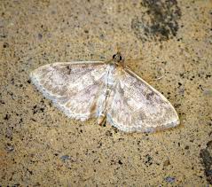 Image result for Anania perlucidalis