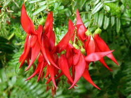 Check spelling or type a new query. Pin On Koru