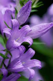 Bellflower Macro Campanula Flowers Purple Flowers Amazing Flowers