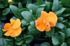 Check spelling or type a new query. Planting Early Spring Annuals Adams Nursery Landscaping